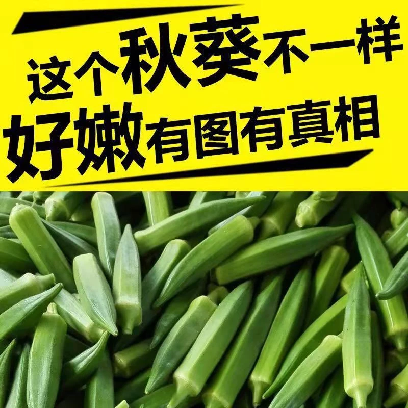 新鲜秋葵现摘现发1-5斤装农家种植