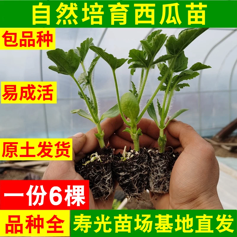 懒汉西瓜种子种苗8424麒麟瓜秧苗早熟大西瓜秧苗南方四季