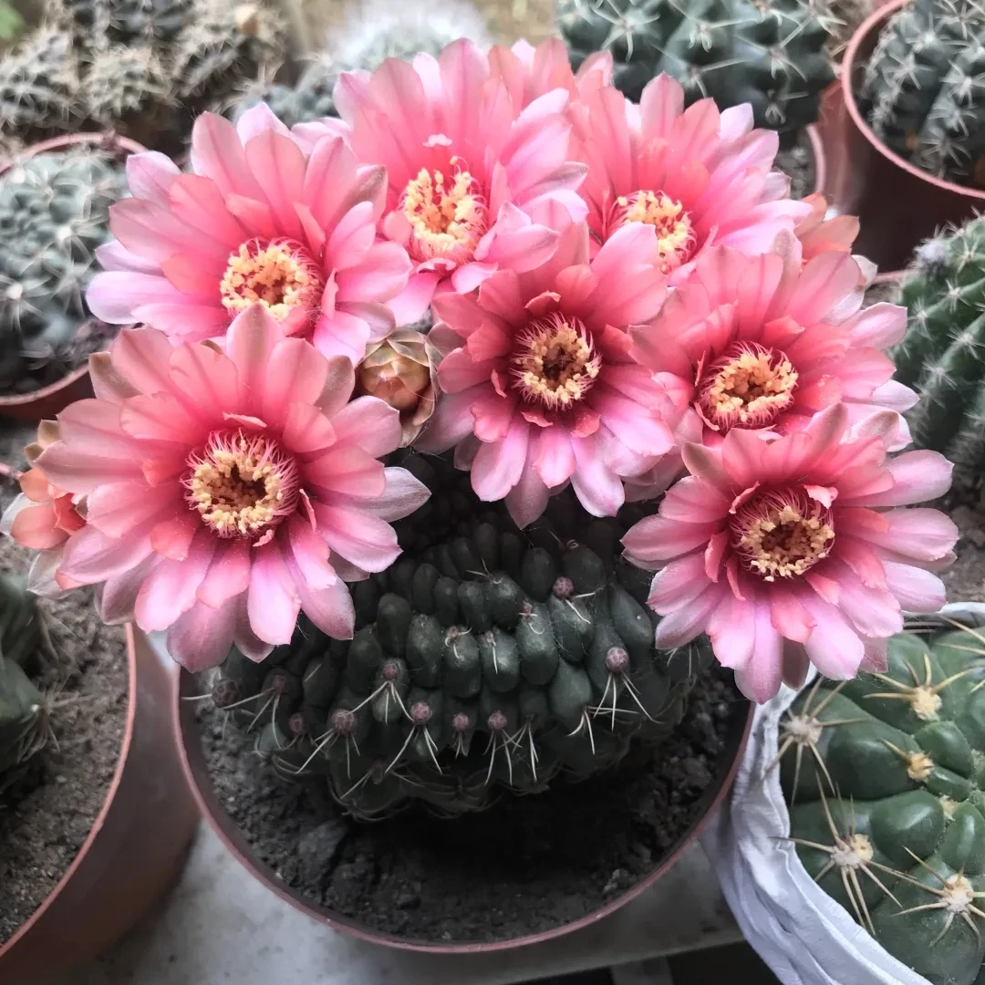 绯花玉开花仙人球新款特大绯花玉超大号仙人球防辐射