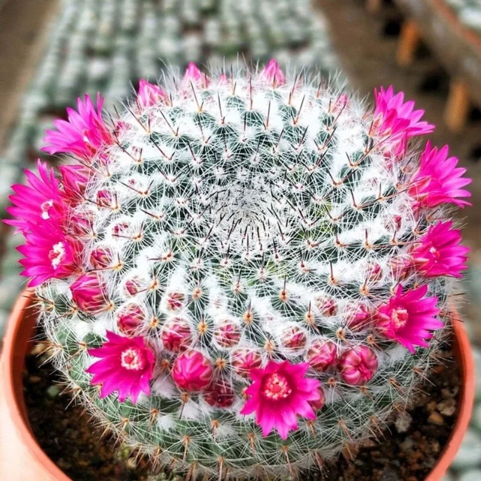 大玉翁仙人球开花室内盆栽办公桌电脑防绿植阳台小植物仙人掌多肉