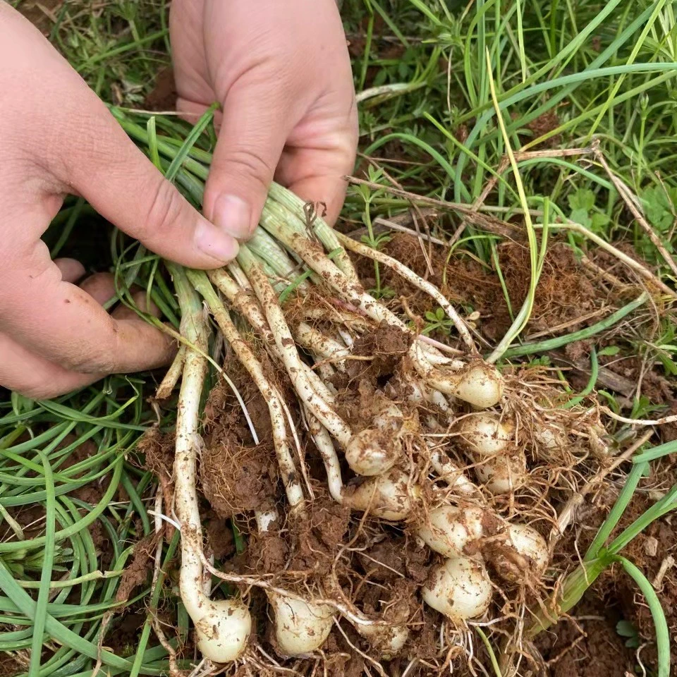 贵州野葱苦蒜新鲜农家根蒜野葱头胡葱小香葱苦芥野菜 1-2斤农产品