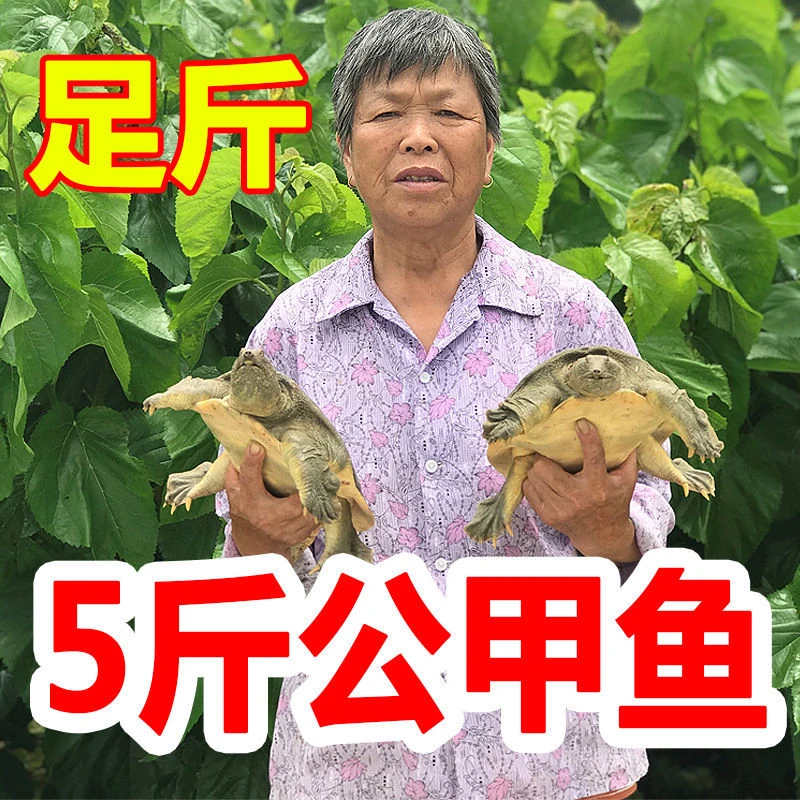 足斤【鲜活甲鱼 包活送达】公甲鱼活体王八中华海鲜老鳖龟水鱼苗
