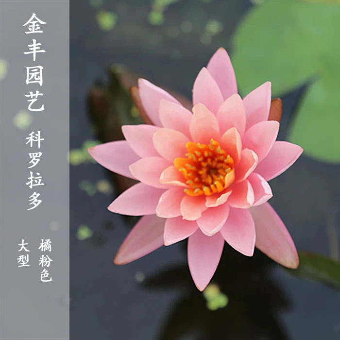 婆婆的花园科罗拉多大型睡莲橘粉水培盆栽室内四季种植热销带花苞