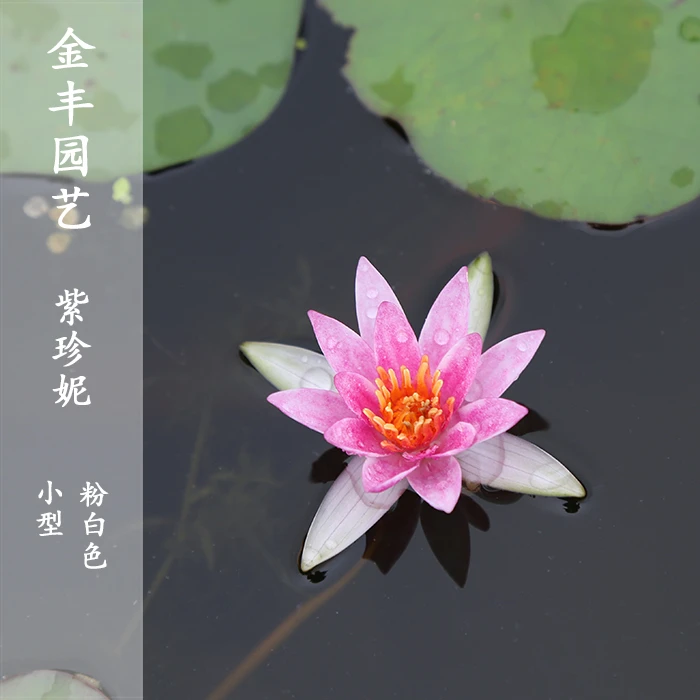 婆婆的花园紫珍妮微型睡莲粉色耐寒水培盆栽室内四季种植热销