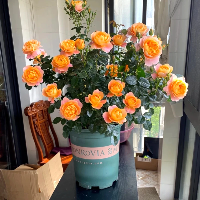 果汁阳台灌木月季盆栽四季开花 带花苞发货 盆栽地栽