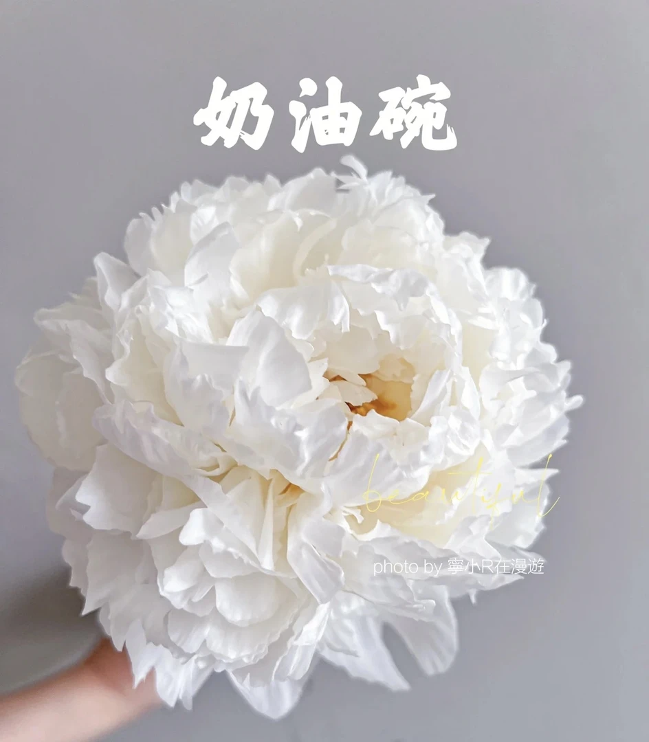 【盛世芍韵|奶油碗芍药】层层叠叠，山东菏泽基地直发顺丰包邮