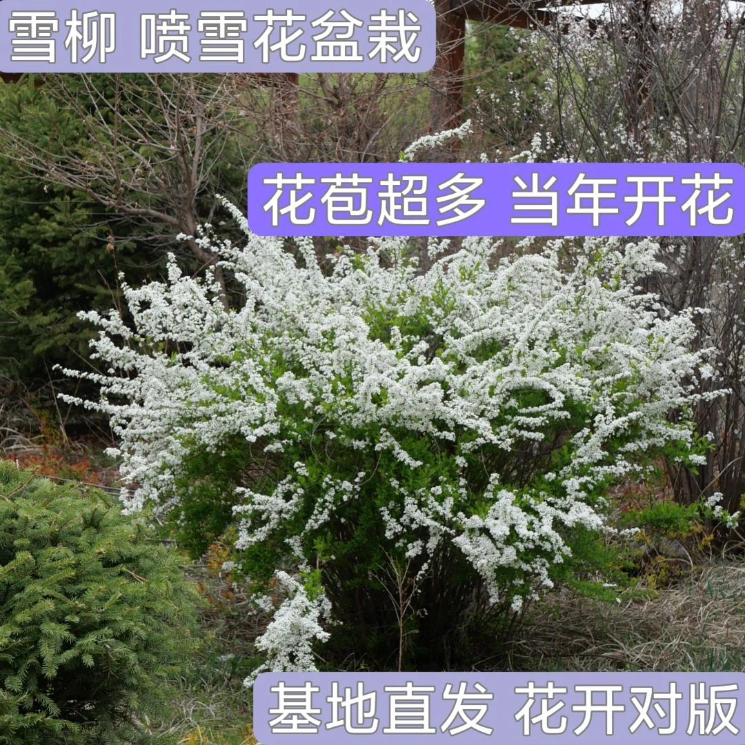 喷雪花盆栽雪柳盆栽苗子单瓣珍珠绣线菊阳台植物庭院植物花开雪白