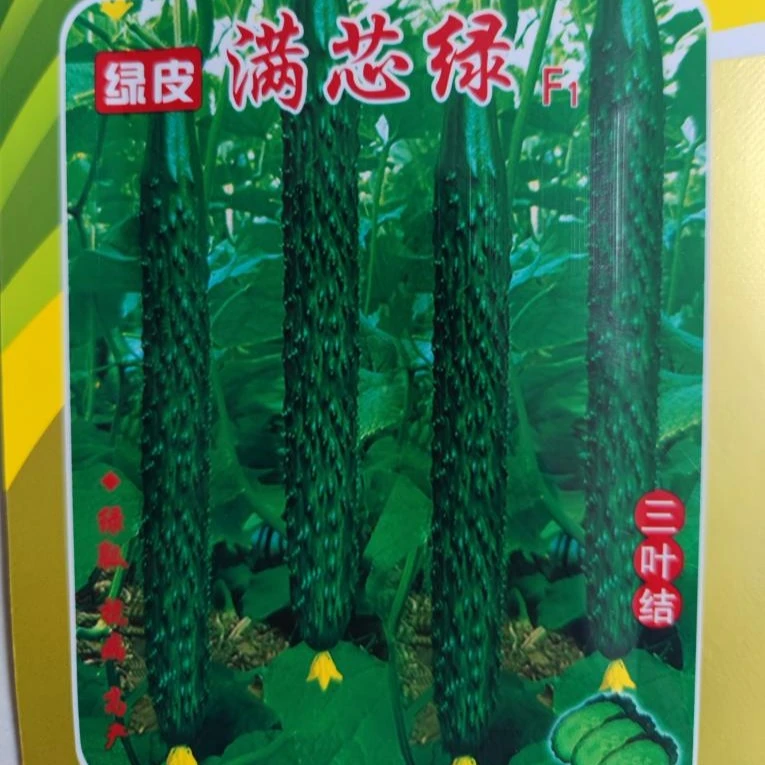 满芯绿黄瓜口感甘甜高产抗病绿皮