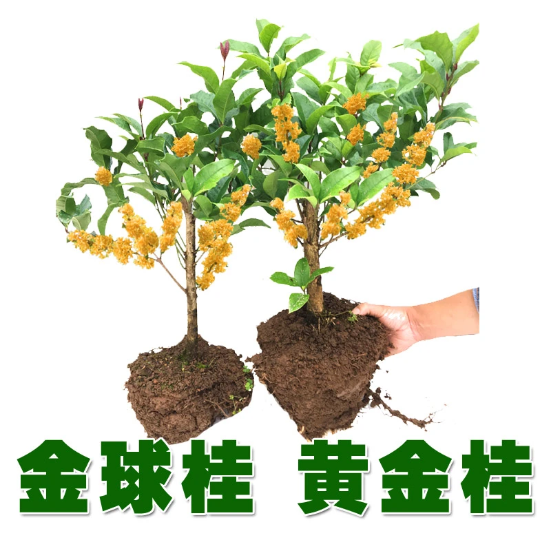 金球桂金桂八月花树苗矮株老桩盆栽庭院地栽桂花树浓香包邮