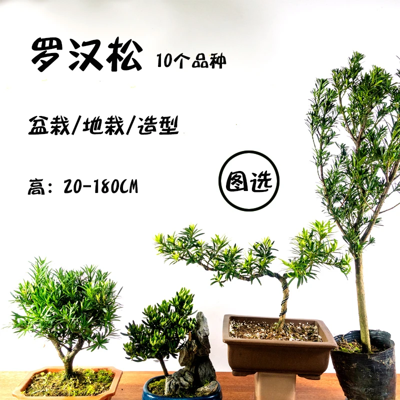 罗汉松树苗米叶贵妃黑珍珠台湾菊花中小叶桌面阳台造型盆栽地栽