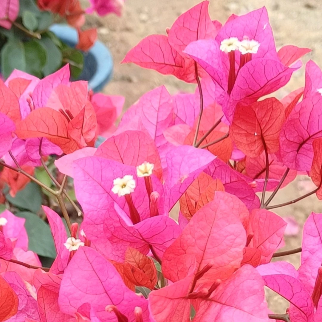 三角梅专享直播链接5