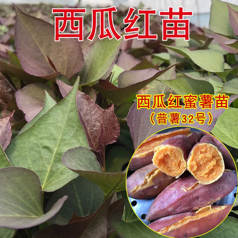 西瓜红蜜薯苗普薯32号番薯种苗原种红心地瓜种小香薯板栗红薯秧苗