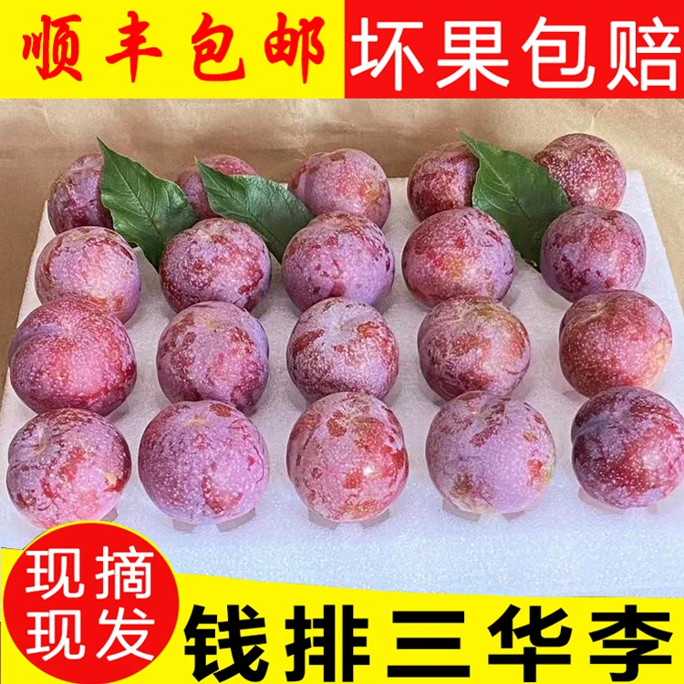 广东信宜钱排银妃三华李新鲜红心李子5斤孕妇水果果园直发