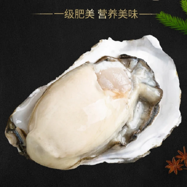 连云港发货  鲜活生蚝 （8斤装）现捕现发食用个大肉肥 鲜美牡蛎