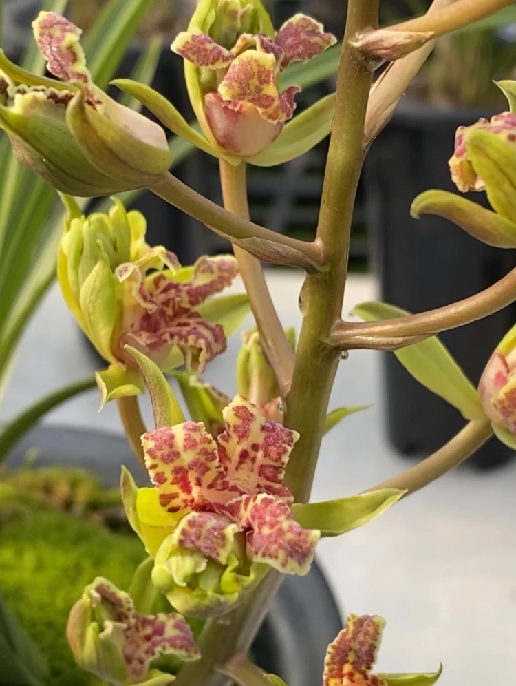 蕙兰，牡丹奇花，天娇牡丹，兰花