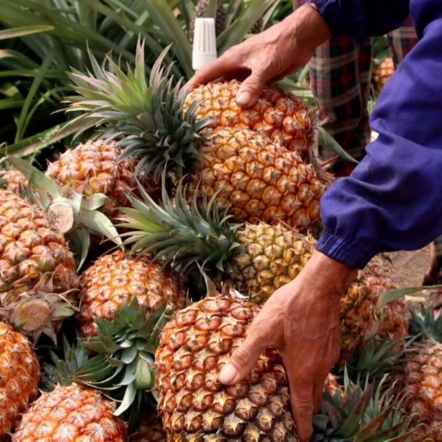 【正宗香甜】海南金钻凤梨5斤新鲜水果凤梨2/3个非菠萝