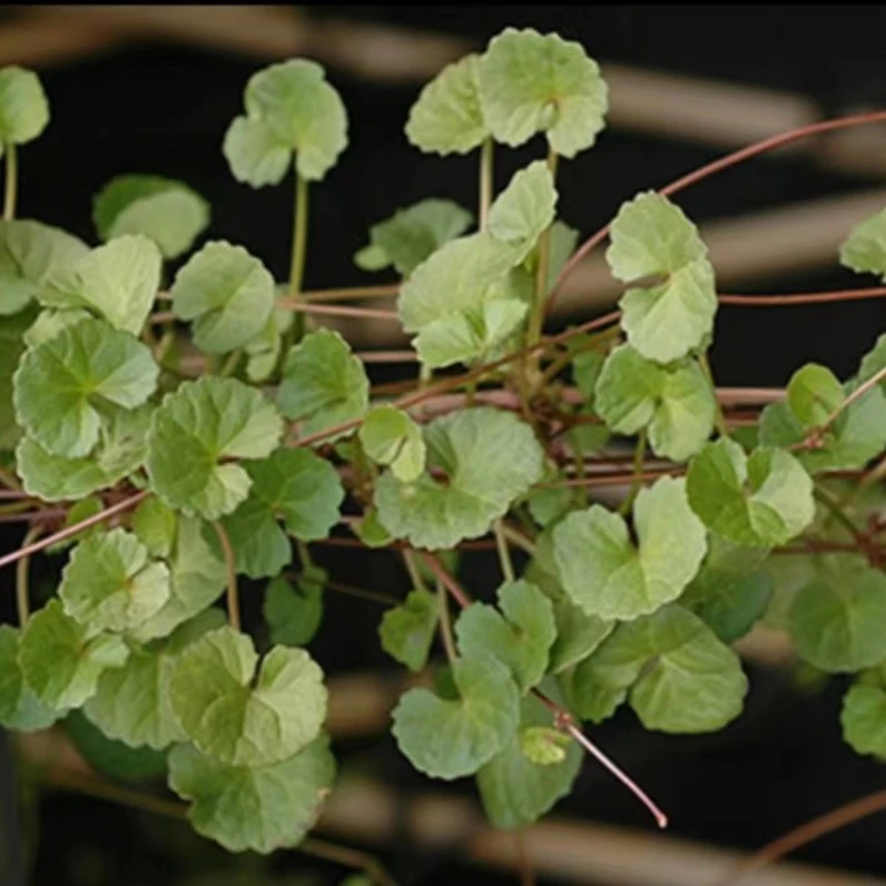 广东阳春乡下 雷公根 新鲜积雪草 雷公根100g农产品