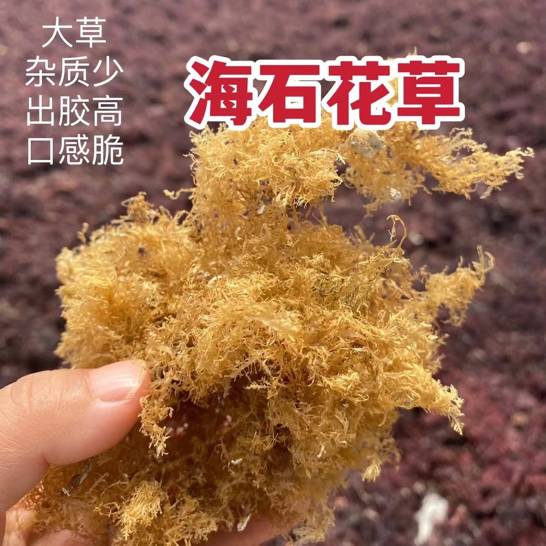 福建海石花草石花膏石花冻洋菜膏岩衣四果汤原料50g起多种规格