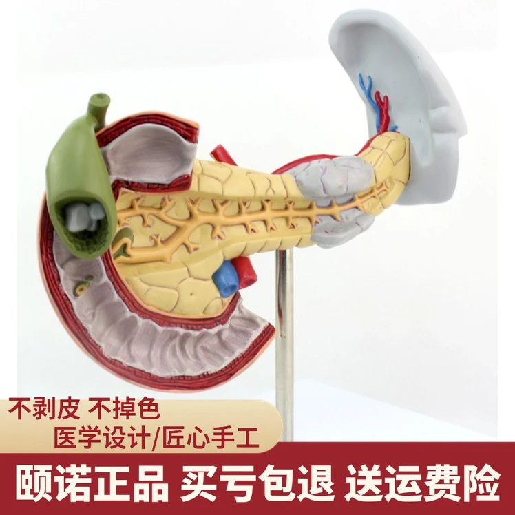 ENOVO颐诺医学用胰腺十二指肠和胆囊疾病模型消化系统消化科模型
