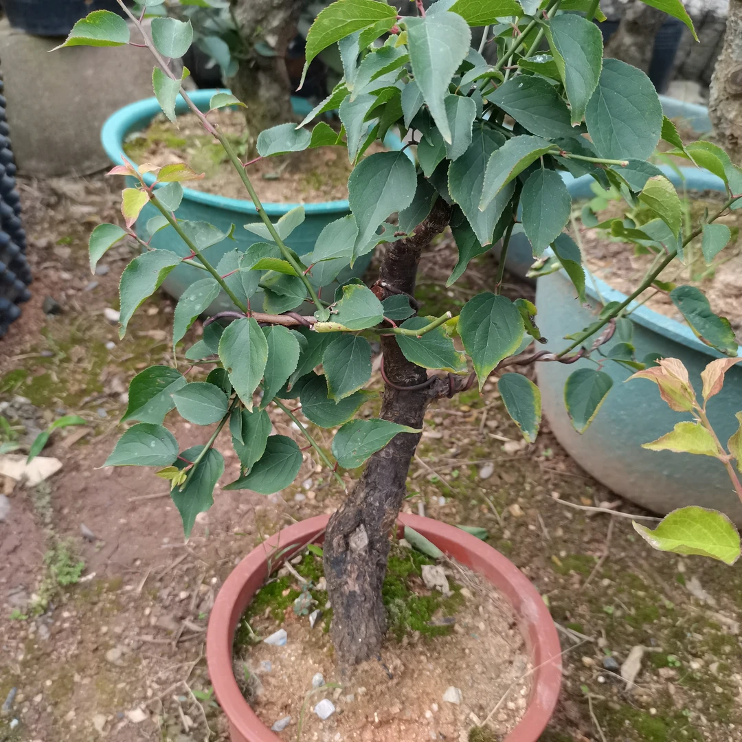 原生精品红梅盆景