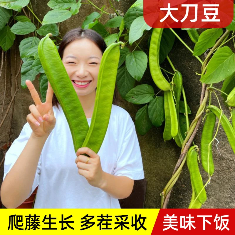 大刀豆种子豆角扁豆豇豆种子高产架豆四季阳台小院自种新鲜蔬菜种