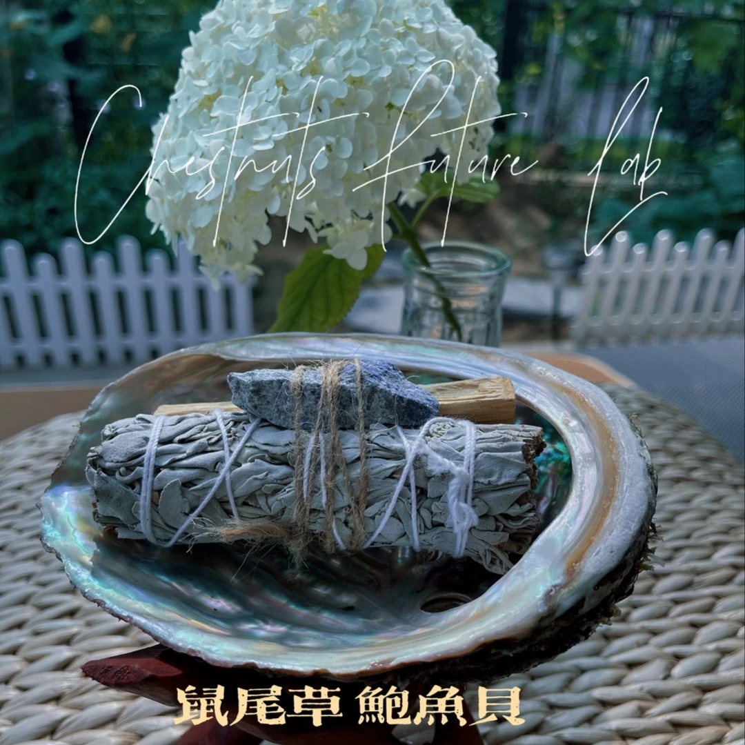 鼠尾草鲍鱼贝摆件