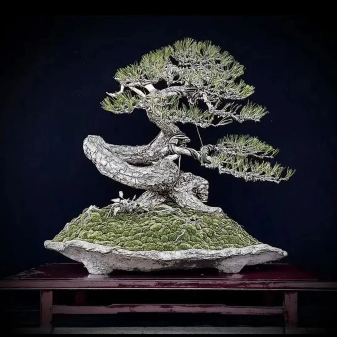 黑松,三河黑松,一物一拍盆景树桩老桩盆景盆栽