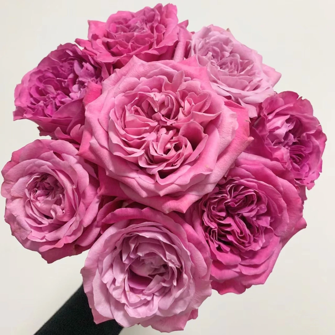 长相思单头玫瑰玫紫色奥斯丁花型