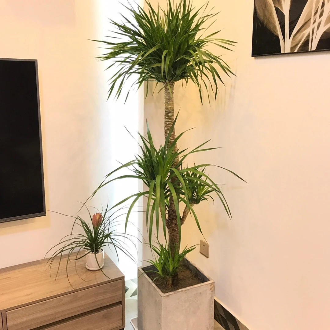 造型多头龙血树龙须树绿植盆栽大型室内新房净化空气吸甲醛美观
