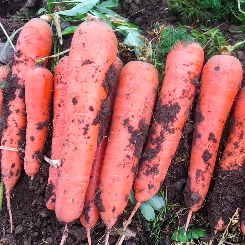 胡萝卜种子红胡萝卜种籽阳台盆栽庭院种植好吃易种简单蔬菜整齐
