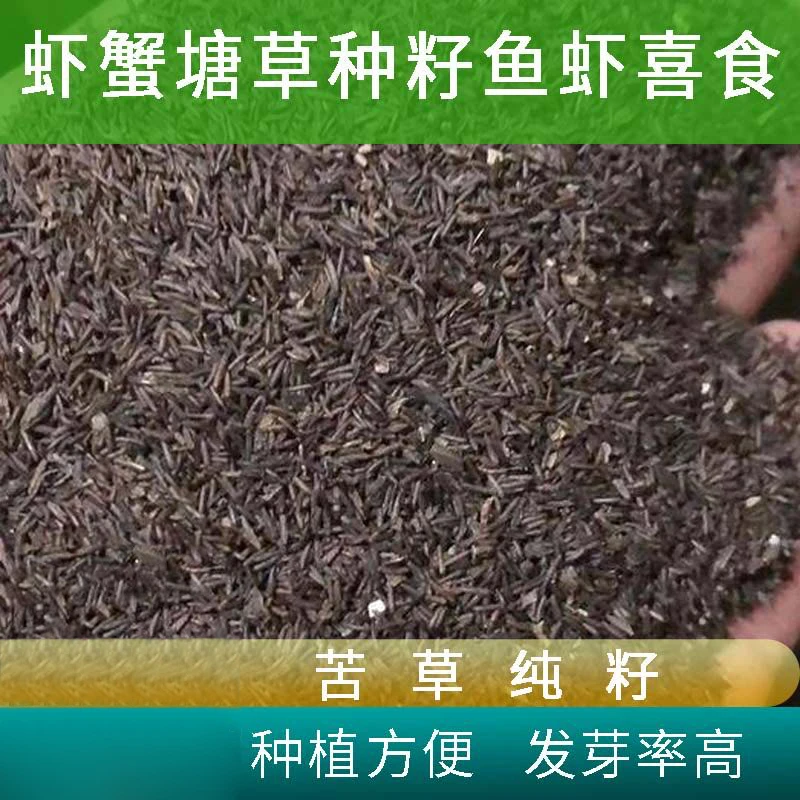 苦草纯种籽扁担草鸭舌头水韭菜常规苦草种子虾蟹养殖环境治理水草