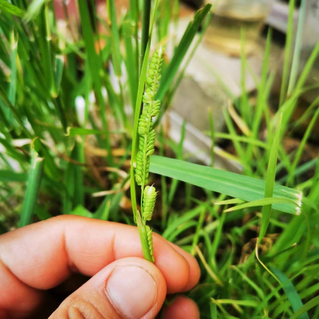 棒棒草籽适合早虾小龙虾养殖水草菵草耐寒挺水植物5-11月均可播种