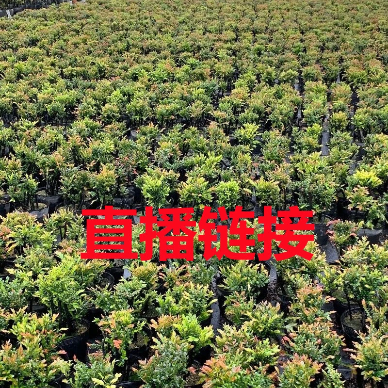 小叶紫檀盆景 罗汉松 黄杨 雀梅 小叶赤楠 清香木 澳洲松 等等