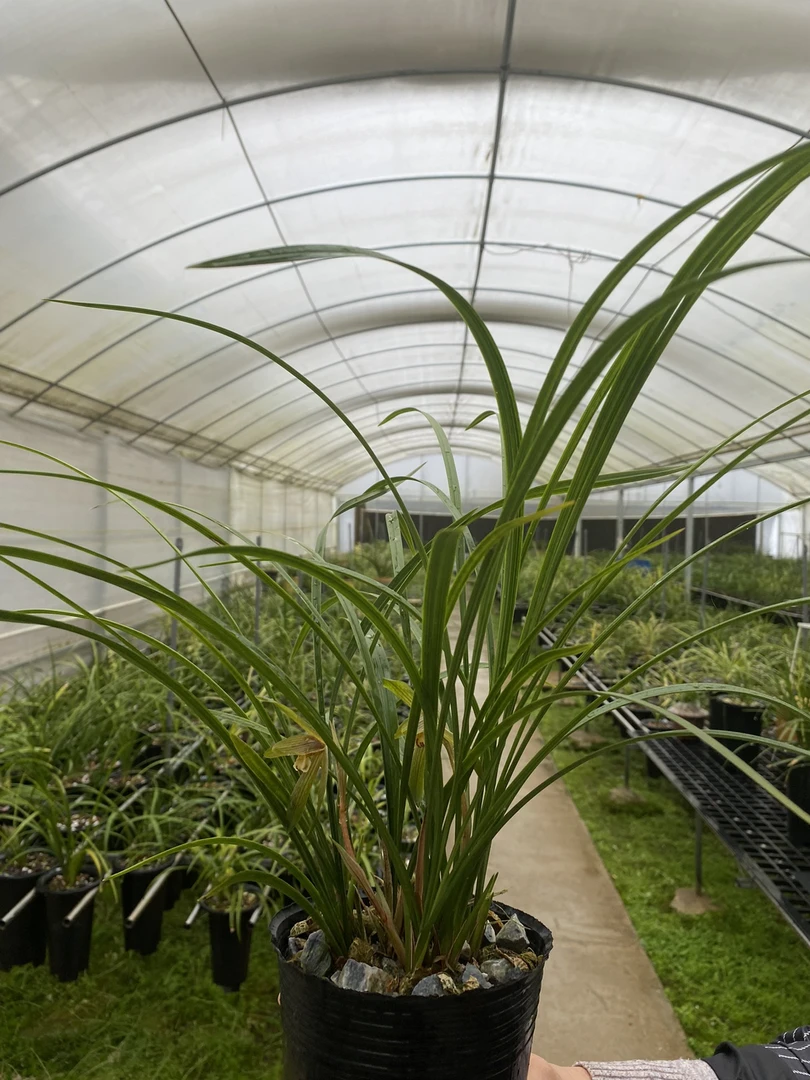 春兰盆景草，确认再拍