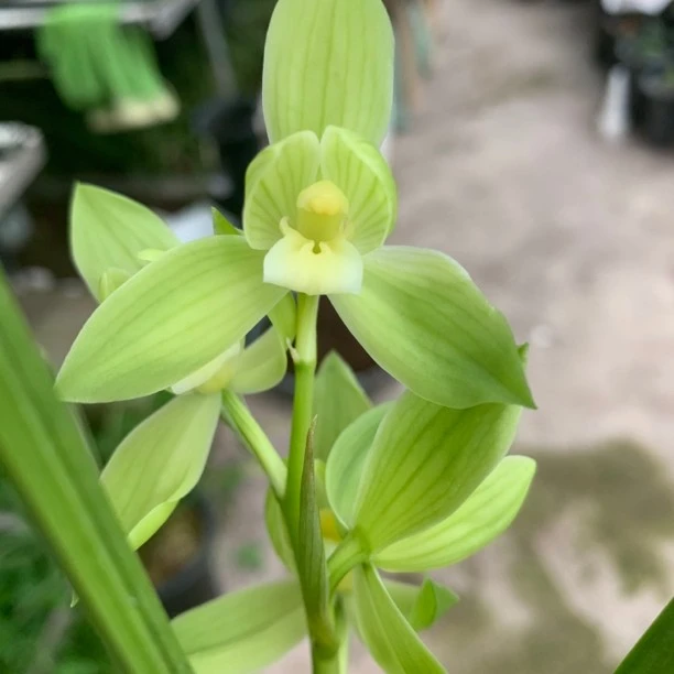 春剑雨露兰花荷型素花