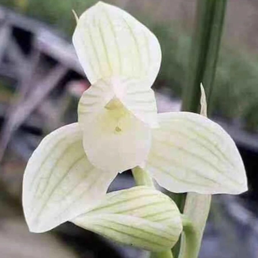 1苗 2苗3苗5苗10苗50苗100苗白雪公主连瓣兰（白花荷瓣）