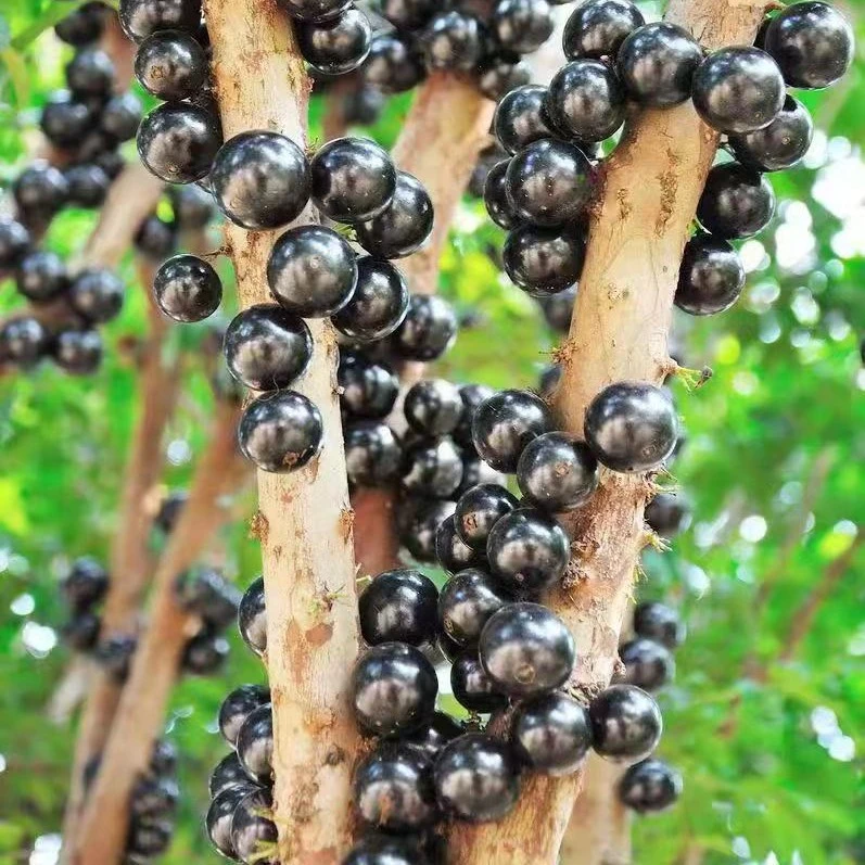 【玲】【一物一拍链接】【接受快递途中掉花掉果拍   发货不退不换】