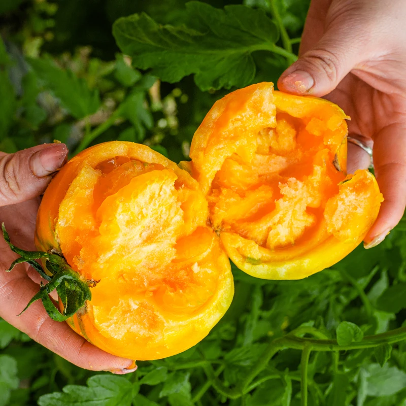 黄柿子五原5斤新鲜精品黄色西红柿现摘应季水果自然成熟番茄生吃