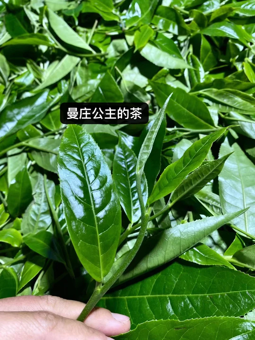 曼庄公主【蛮砖一号】2025年 云南普洱茶生茶饼茶