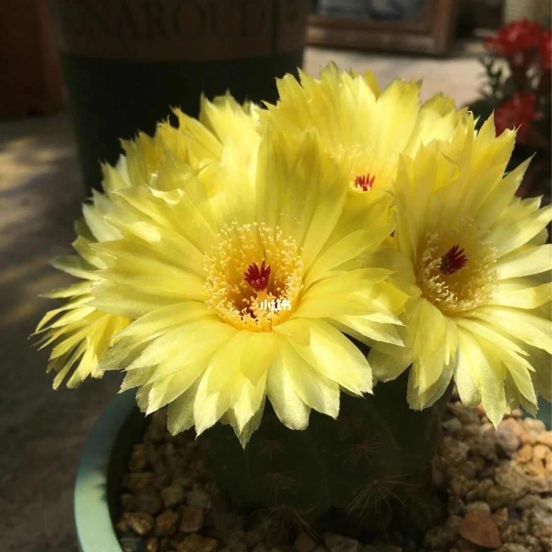 实在黄花青王丸 6cm左右