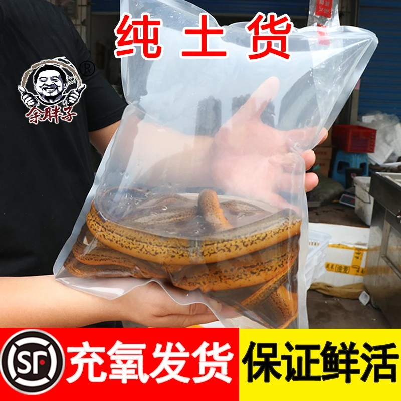 湖北洪湖鳝鱼3斤