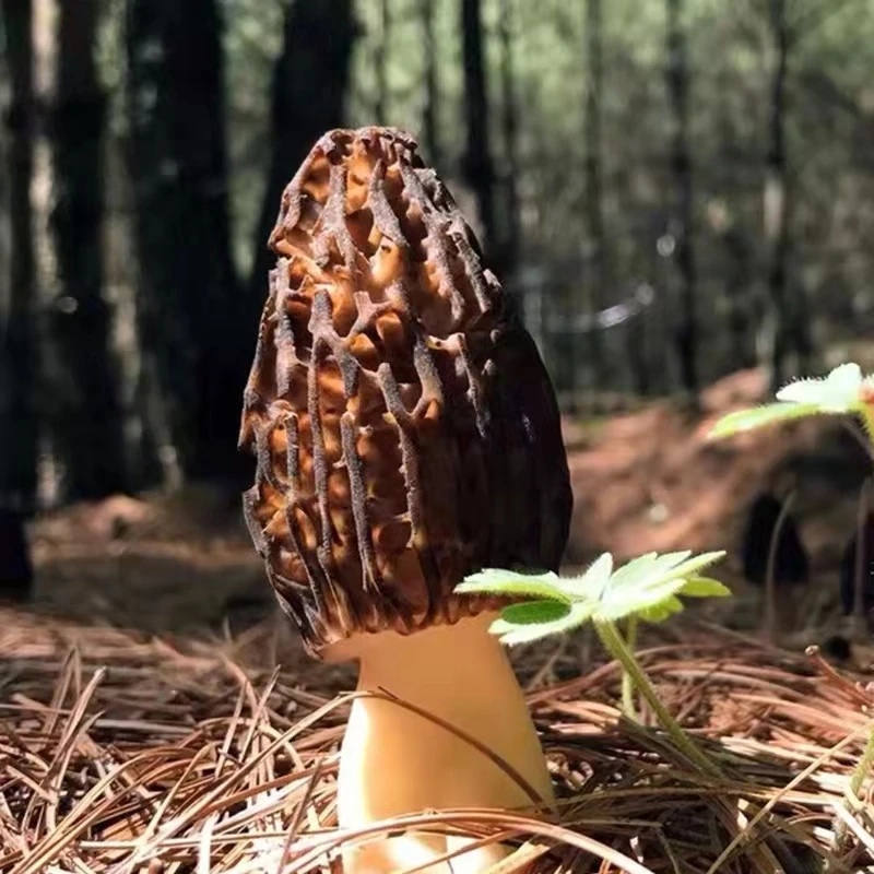阿坝州高山羊肚菌干货