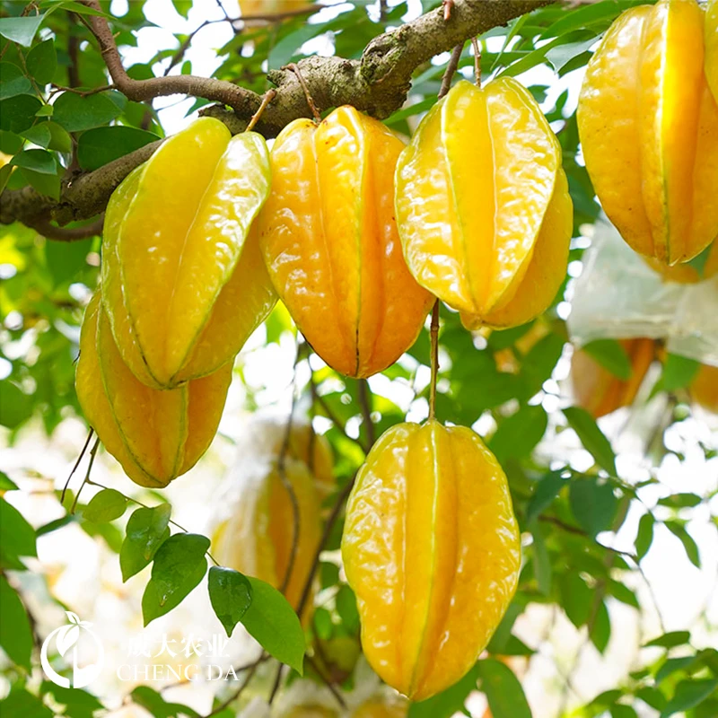 杨桃苗甜杨桃树果苗盆栽发货当年结果酸杨桃嫁接四季红杨桃果树苗