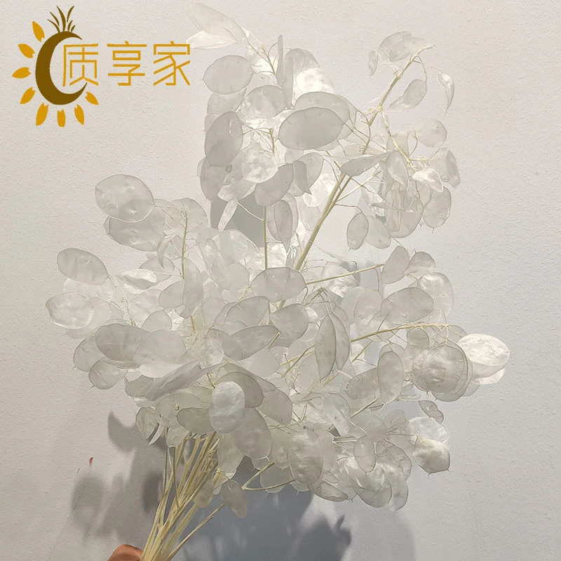 质享家【银扇叶】干花花束带瓶永生花真花客厅餐厅样板间装饰摆件