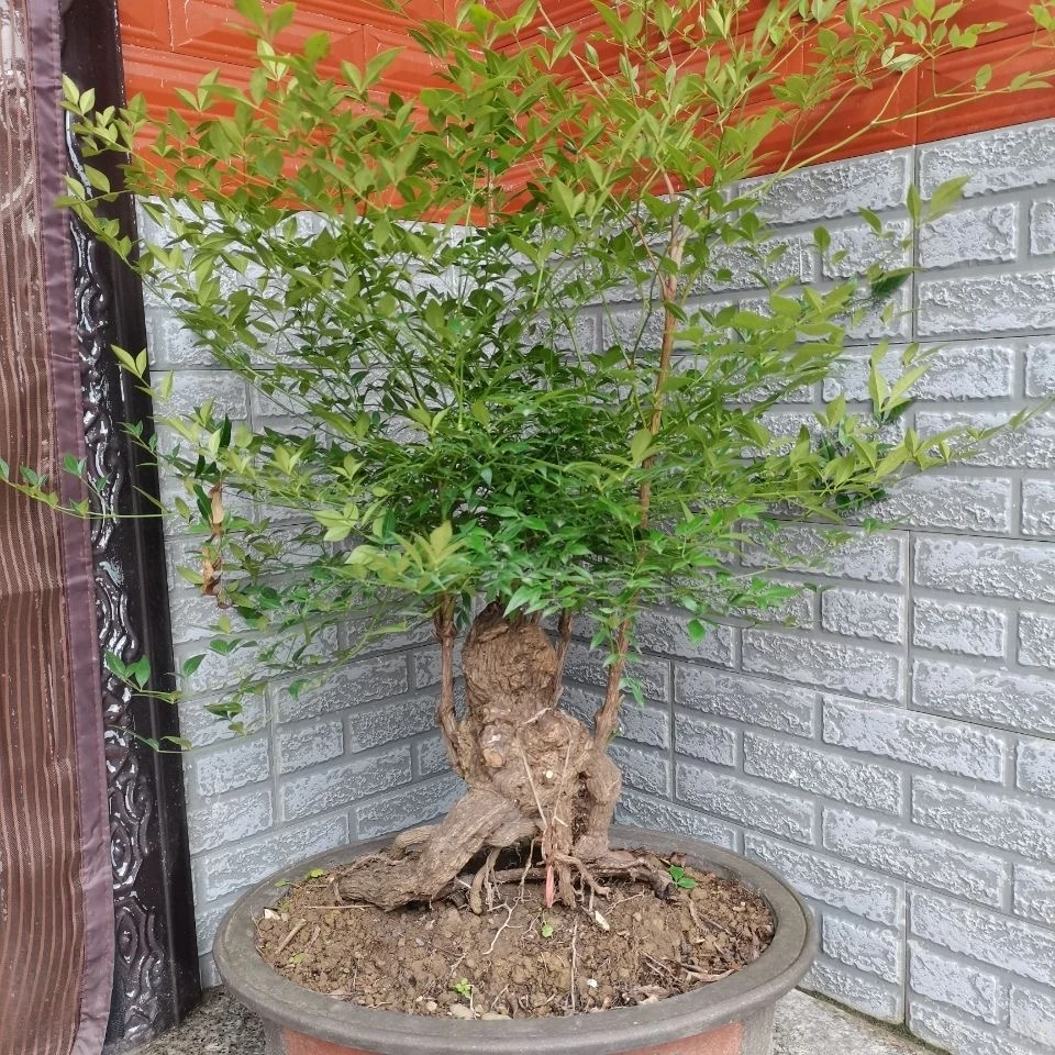 南天竹熟桩四季常青观茎老根兰天竺盆景耐寒植物室内阳台庭院景观