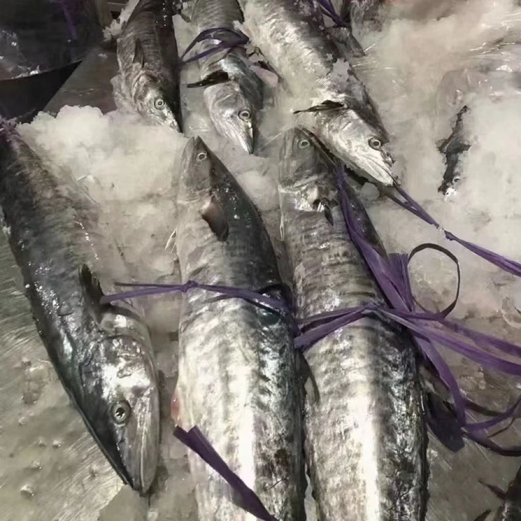 【野生马鲛鱼】钓口 4斤马鲛鱼（切片发货）生鲜冷冻真空包装冷链