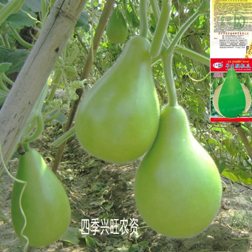 早生瓠瓜种子食用菜葫芦瓜蒲瓜种子春秋耐热四季蔬菜种子大棚盆栽
