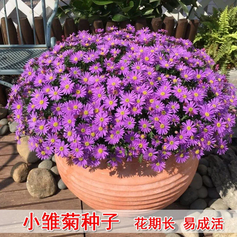 小雏菊花草种子盆栽四季开花易爆盆室内外花卉种籽庭院阳台