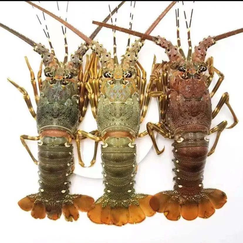 连云港发货  鲜活小青龙 150g-200g/只（保鲜不保活）