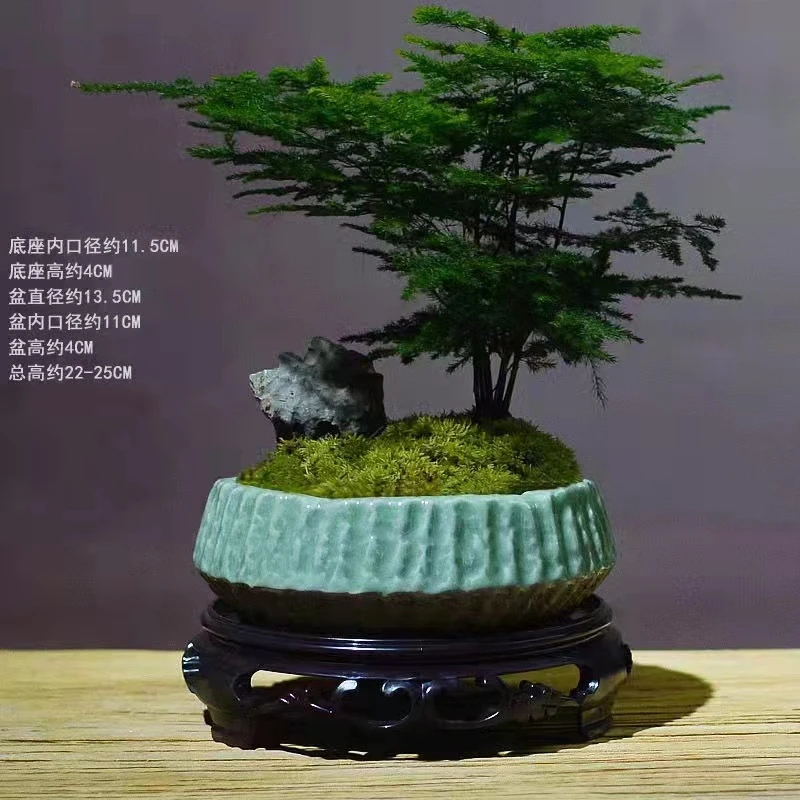 【主播推荐】文竹绿色磨砂陶瓷盆室内办公室桌面盆栽带底座